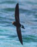 [Elliot's Storm Petrel]