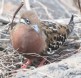 [Galapagos Dove]