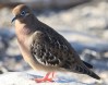 [Galapagos Dove]