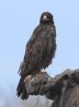 [Galapagos Hawk]