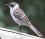 [Galapagos Mockingbird]