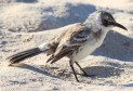 [Galapagos Mockingbird]