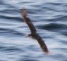 [Galapagos Petrel]