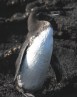 [Galapagos Penguin]