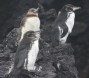 [Galapagos Penguin]
