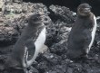 [Galapagos Penguin]