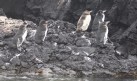 [Galapagos Penguin]