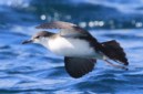 [Galapagos Shearwater]