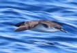 [Galapagos Shearwater]