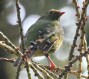 [Green and Black Fruiteater]