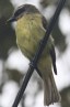 [Golden-crowned Flycatcher]