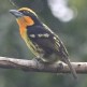 [Gilded Barbet]