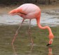 [Greater Flamingo]