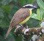 [Greater Kiskadee]