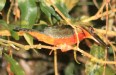 [Green and Rufous Kingfisher]