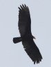 [Greater Yellow-headed Vulture]