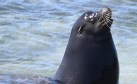 [Galapagos Sea Lion]