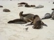 [Galapagos Sea Lion]