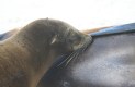 [Galapagos Sea Lion]