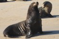 [Galapagos Sea Lion]