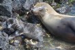 [Galapagos Sea Lion]