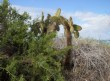 [Galapagos]