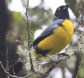 [Hooded Mountain-Tanager]
