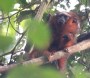 [Red Howler Monkey]