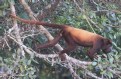 [Red Howler Monkey]