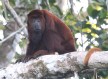 [Red Howler Monkey]