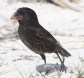 [Large Cactus Ground Finch]