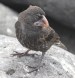 [Large Cactus Ground Finch]