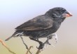 [Large Cactus Ground Finch]