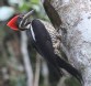 [Lineated Woodpecker]