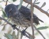 [Large Tree Finch]