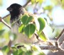 [Large Tree Finch]