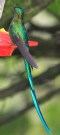 [Long-tailed Sylph]