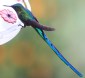 [Long-tailed Sylph]