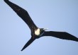 [Magnificent Frigatebird]