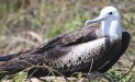 [Magnificent Frigatebird]