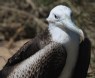 [Magnificent Frigatebird]