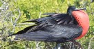 [Magnificent Frigatebird]