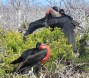 [Magnificent Frigatebird]