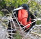 [Magnificent Frigatebird]