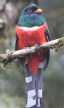 [Masked Trogon]