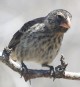 [Medium Ground Finch]