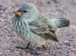 [Medium Ground Finch]