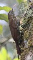 [Montane Woodcreeper]