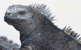 [Marine Iguana]