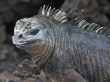 [Marine Iguana]